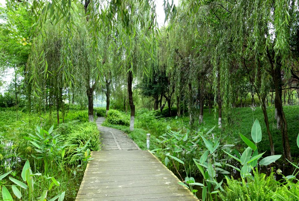 Donghu Park - Chengdu, China - DSC05650