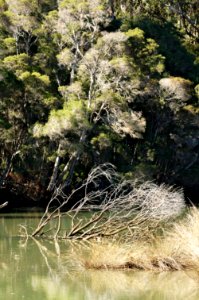 Don-River-Tasmania-20070318-005 photo