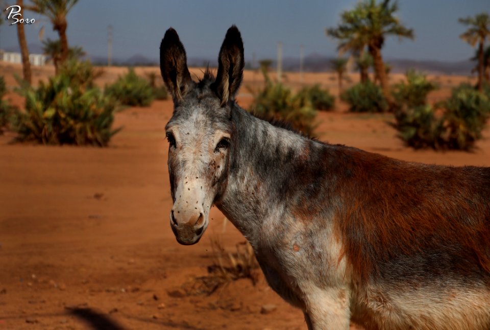 Donkey Africa Morocco (233523385)