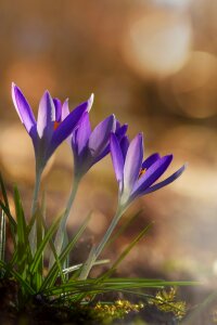 Purple blossom bloom