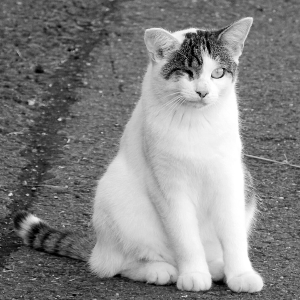 Sit domestic cat white