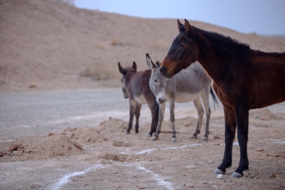 Donkeys of Iran 13