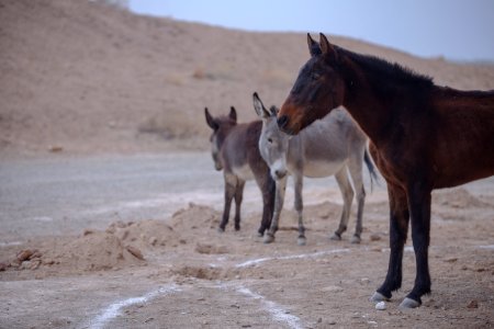 Donkeys of Iran 13