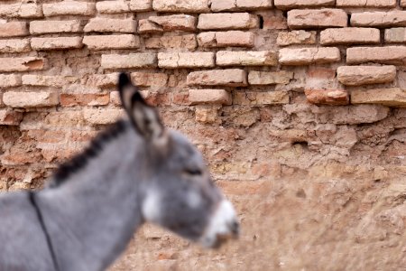 Donkeys of Iran 04