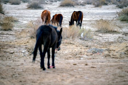 Donkeys of Iran 06