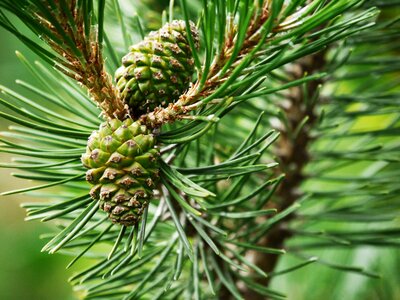 Nature green forestry
