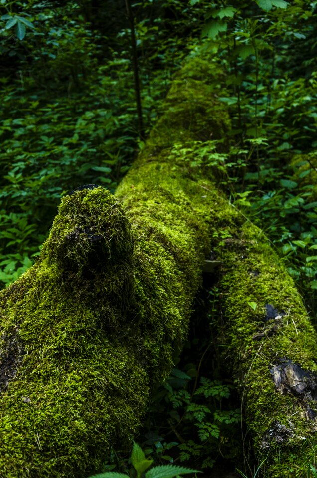 Forest tree green photo