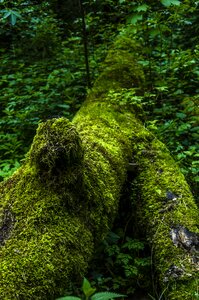 Forest tree green