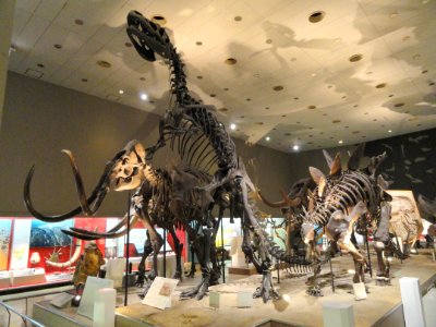 Dinosaur room - Osaka Museum of Natural History - DSC07802