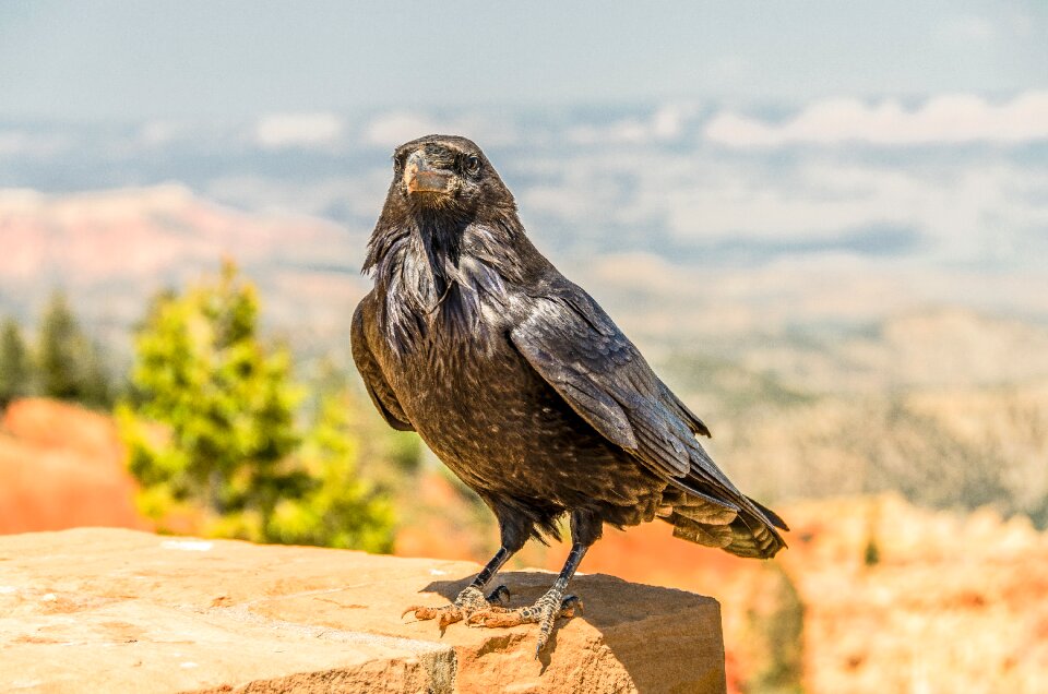 Wildlife black beak