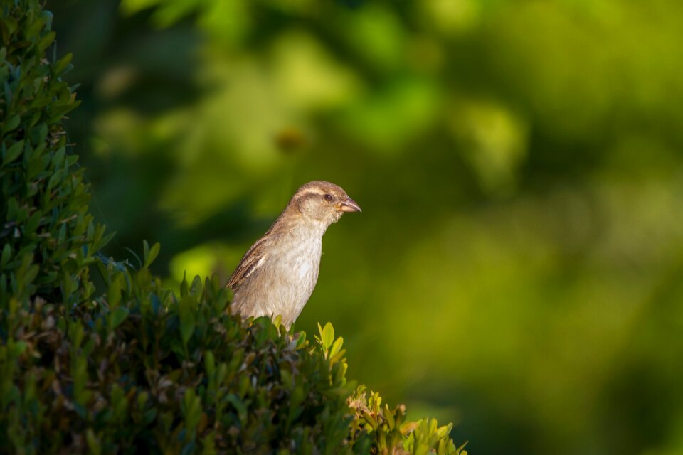 Sperling sparrow bird