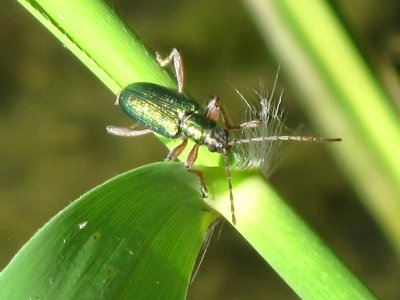 Donacia clavipes (Leaf beetle sp.) , Arnhem, the Netherlands photo