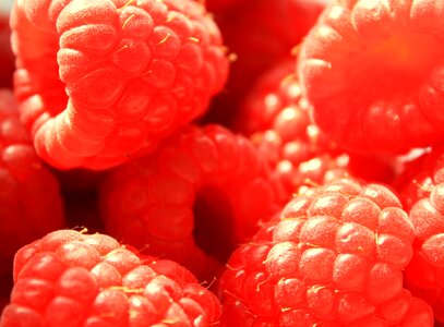 Pink food fruit photo