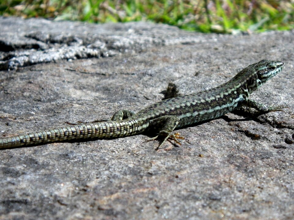Lizard reptile close up