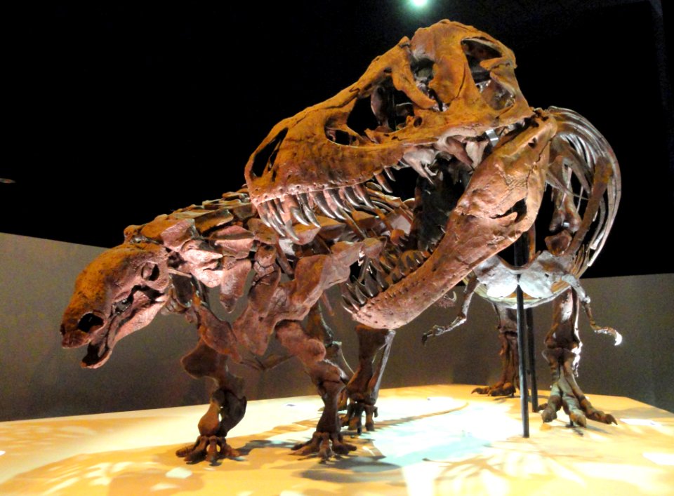 Dinosaur exhibit - Houston Museum of Natural Science - DSC01881