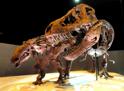 Dinosaur exhibit - Houston Museum of Natural Science - DSC01881