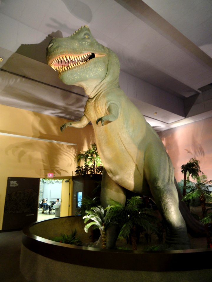 Dinosaur exhibit - Springfield Science Museum - Springfield, MA - DSC03326