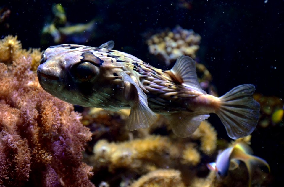 Diodon holocanthus Aquarium tropical du Palais de la Porte Dorée 10 04 2016