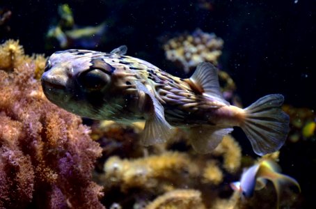 Diodon holocanthus Aquarium tropical du Palais de la Porte Dorée 10 04 2016