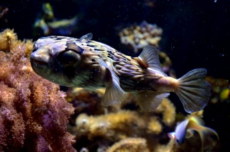 Diodon holocanthus Aquarium tropical du Palais de la Porte Dorée 10 04 2016 photo