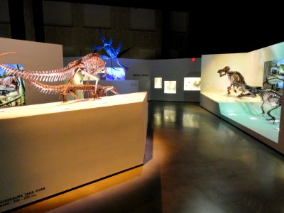 Dinosaur exhibit - Houston Museum of Natural Science - DSC01821