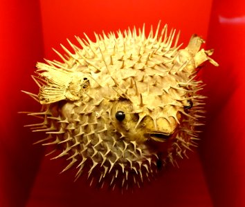 Diodon sp. - Naturhistorisches Museum, Braunschweig, Germany - DSC05014
