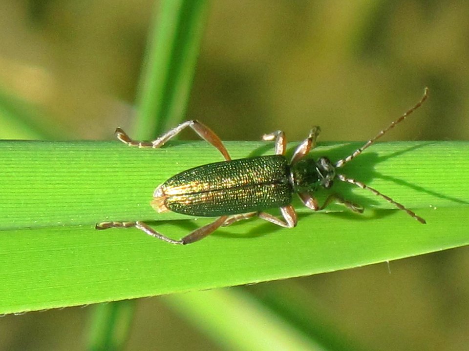 Donacia clavipes (Leaf beetle sp.), Arnhem, the Netherlands