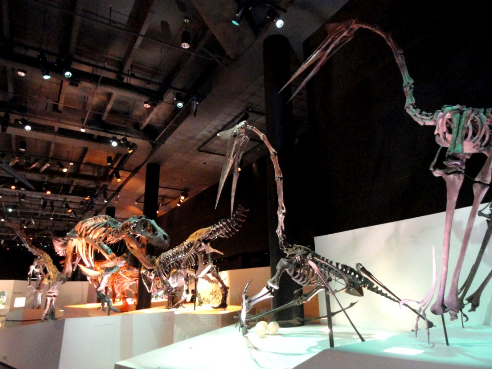 Dinosaur exhibit - Houston Museum of Natural Science - DSC01882