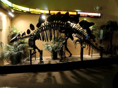 Dinosaur exhibit - Springfield Science Museum - Springfield, MA - DSC03334