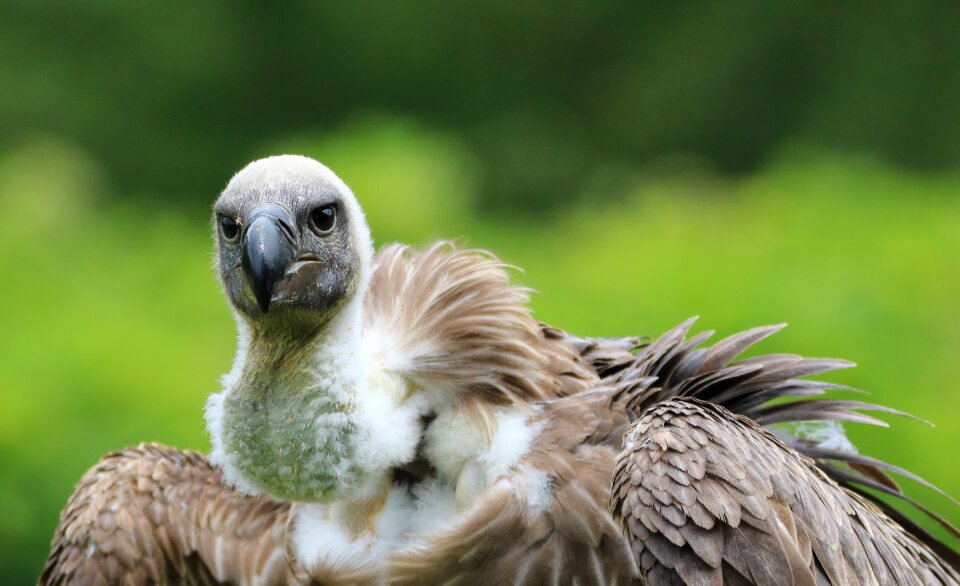 Wildlife nature wild