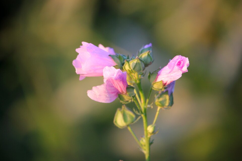 Green plant meadow