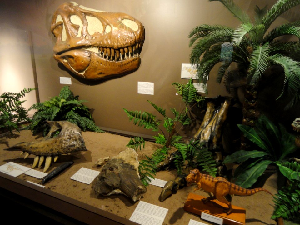 Dinosaur exhibit - Springfield Science Museum - Springfield, MA - DSC03328