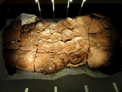 Dinosaur nest, Rooidraai, South Africa, Early Jurassic - Royal Ontario Museum - DSC00139
