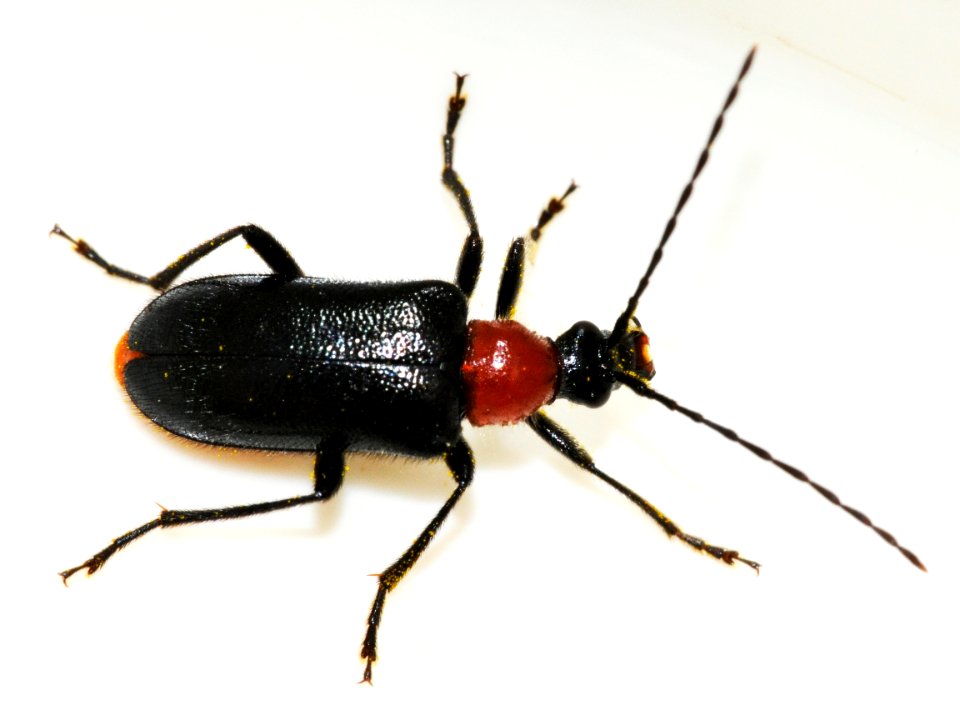 Dinoptera-collaris-05-fws