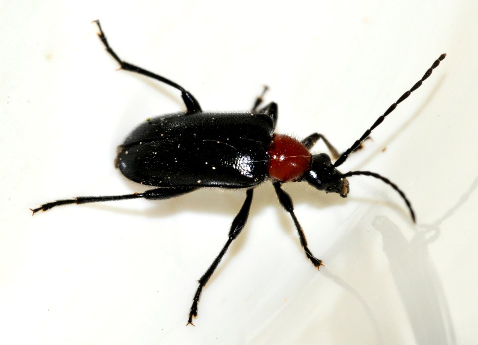 Dinoptera-collaris-02-fws