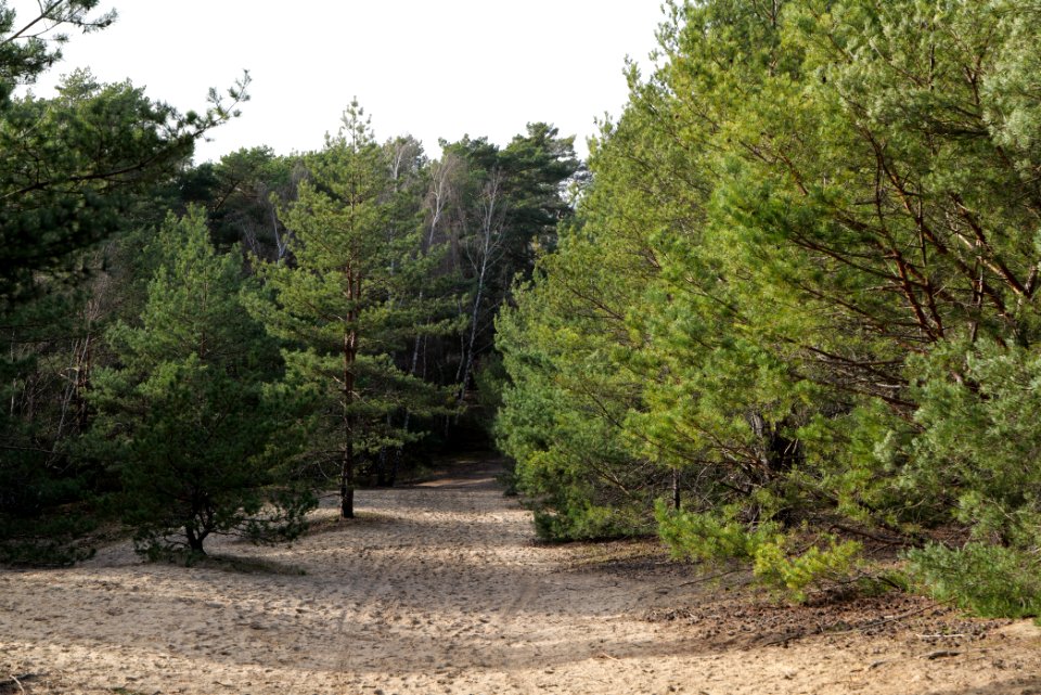 Eichberg in SAC Saarmunder Berg 2021-02-24 17