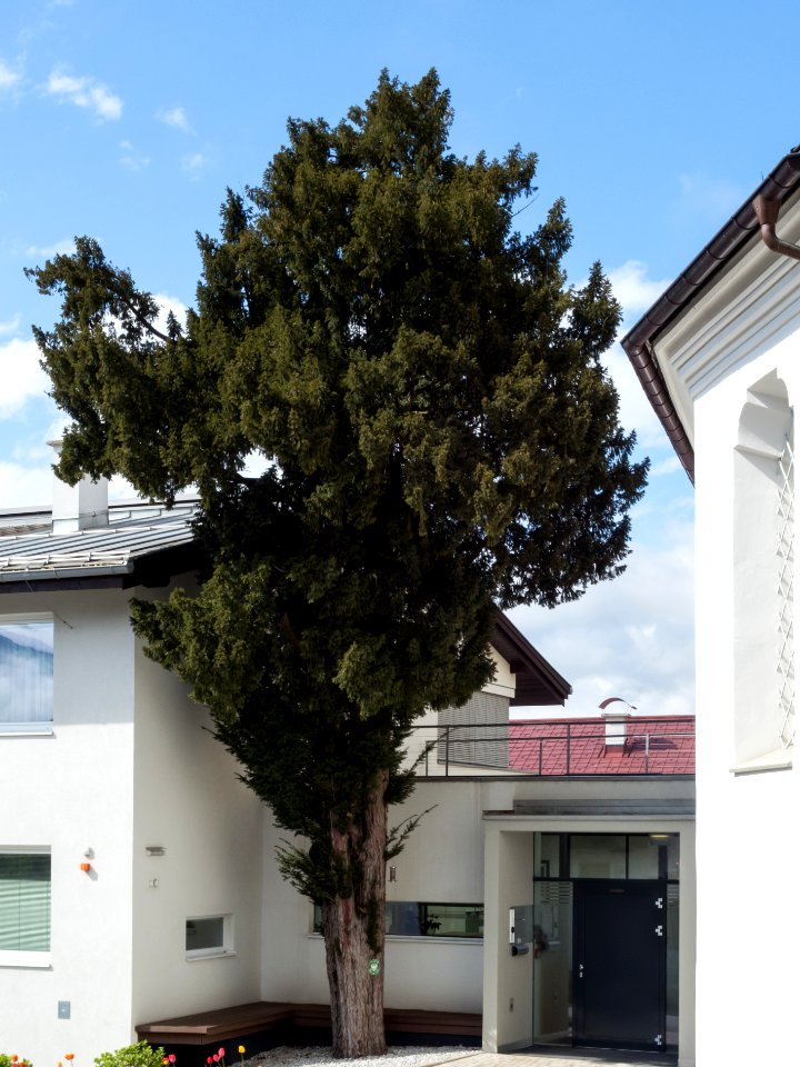 Eibe in Baumkirchen