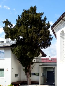 Eibe in Baumkirchen