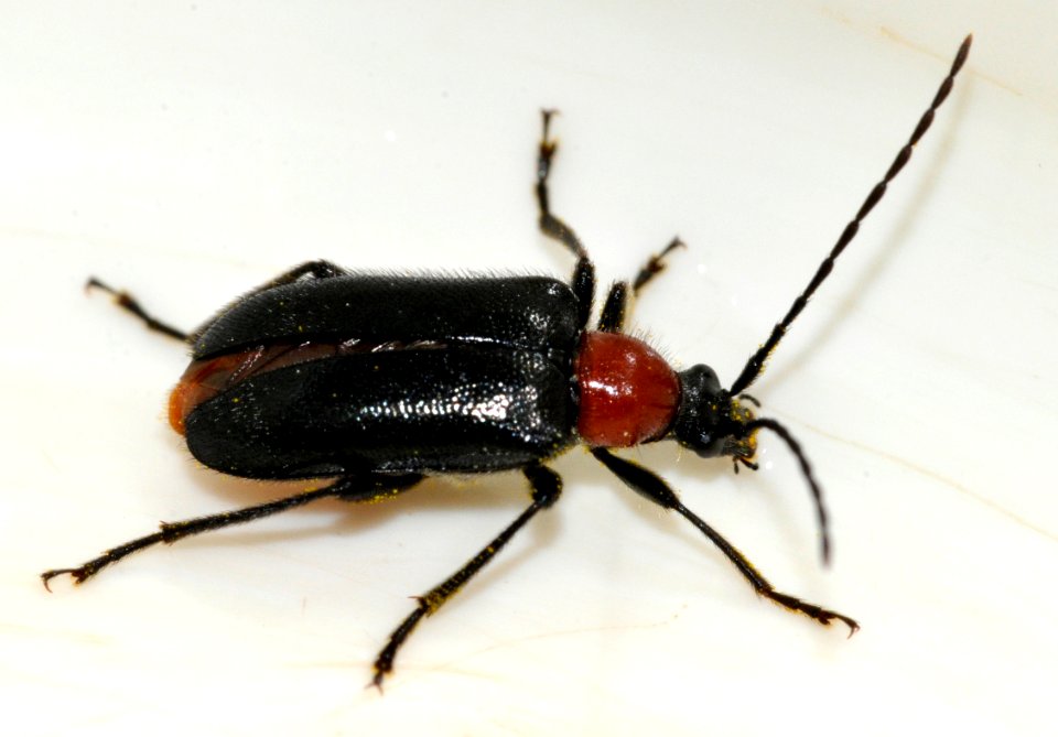 Dinoptera-collaris-04-fws