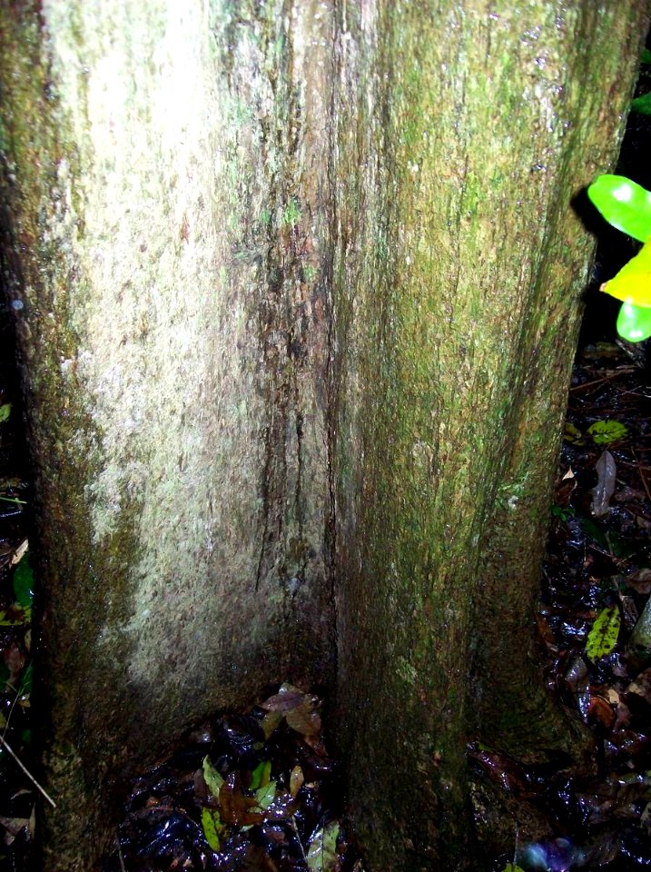 Ehretia acuminata - Booyong reserve