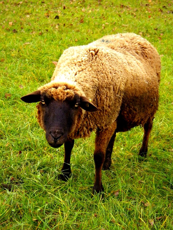 Sheep ungulate pasture