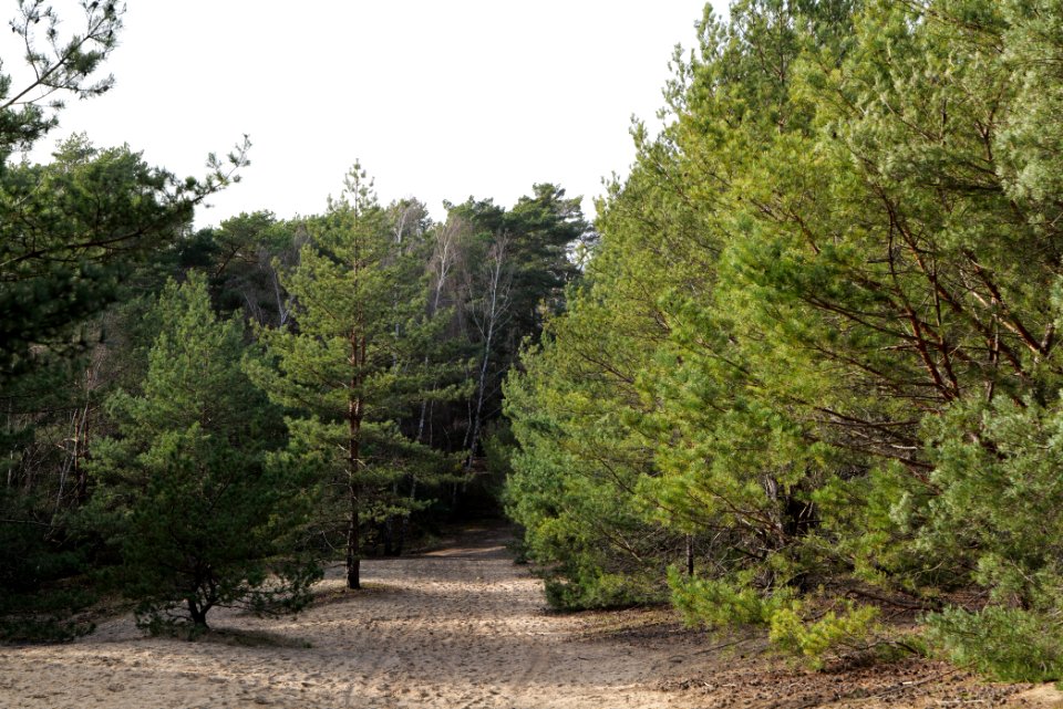 Eichberg in SAC Saarmunder Berg 2021-02-24 18