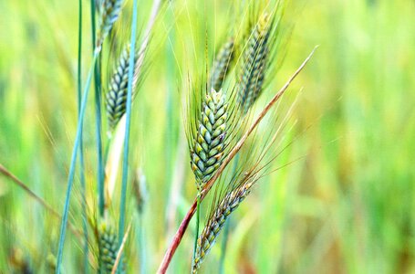 Cereals grain nature photo