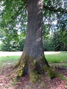 Eiche bei Schönderling