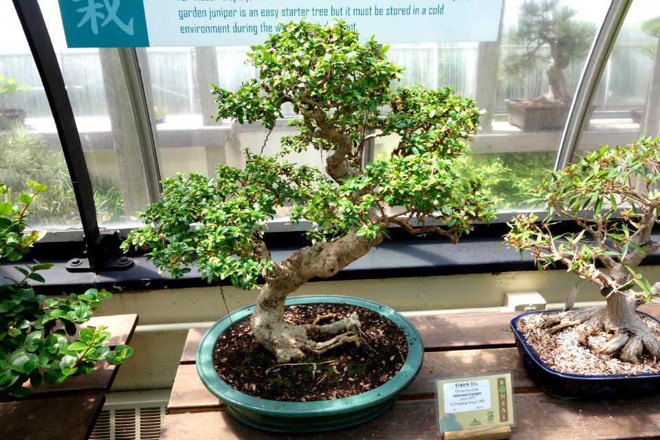 Ehretia microphylla (Ehretia buxifolia) bonsai - Krohn Conservatory - DSC03586