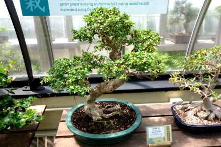 Ehretia microphylla (Ehretia buxifolia) bonsai - Krohn Conservatory - DSC03586