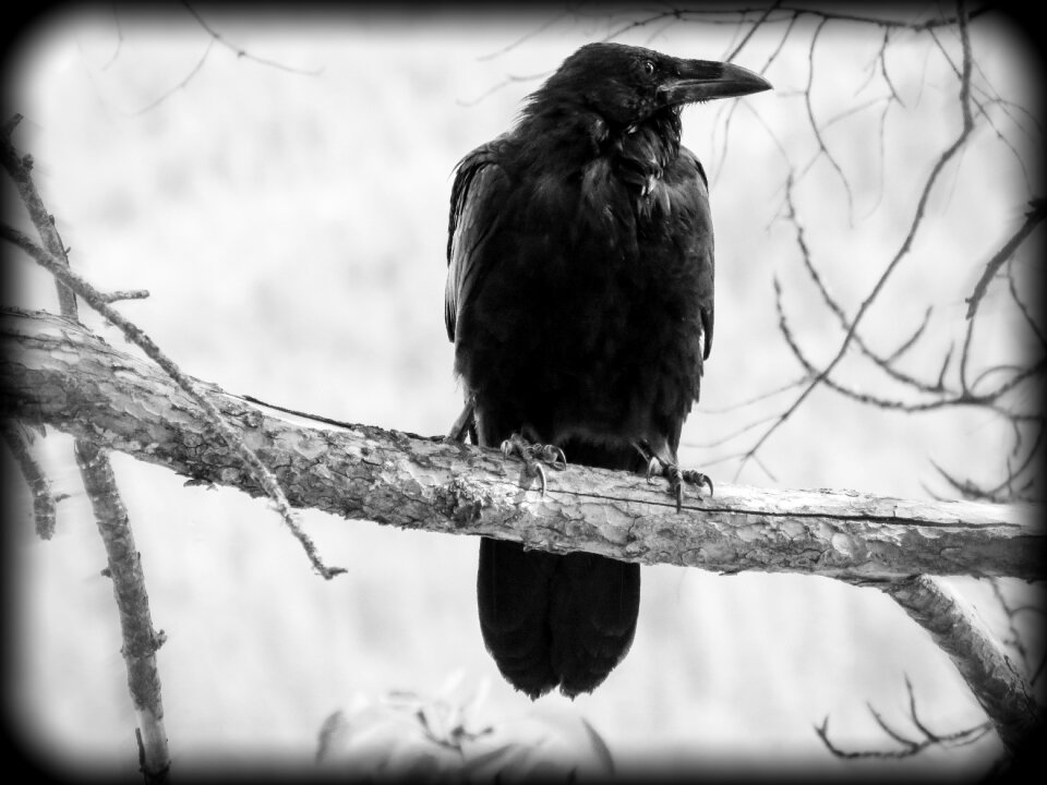 Nature animal wildlife