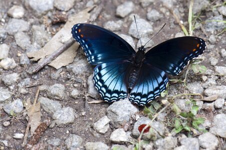 Black blue rocks
