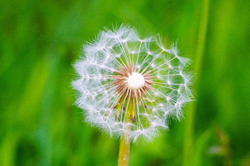 Dandelion seeds macro