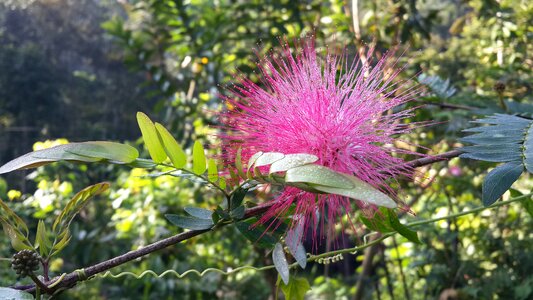 Pink flower flower sunlight